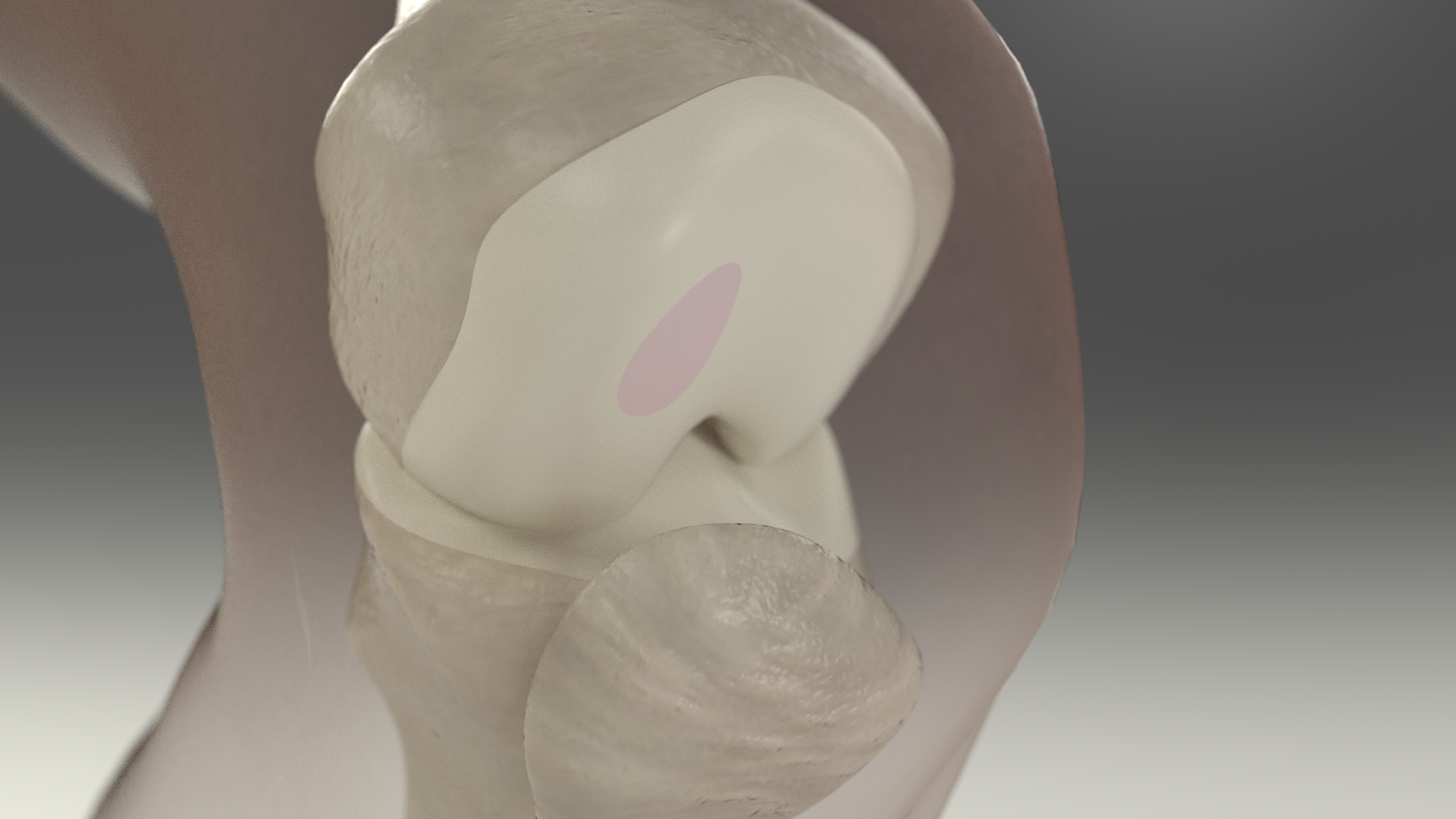 Regrow cartilage in  your knee
